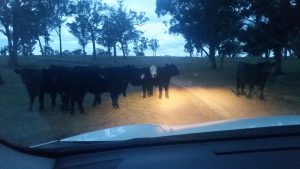 Cows on road