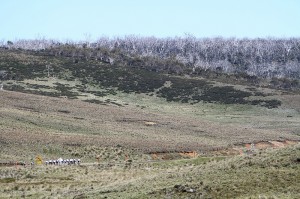 The peloton winding it's way down into a valley in the heart of the Snowy Mountains.