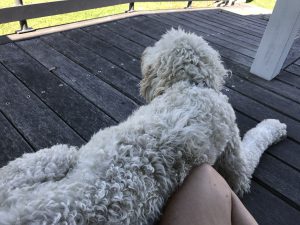 IMG_1085
